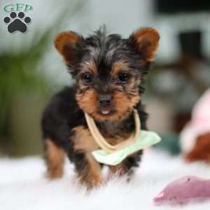 Trevor, Yorkie Puppy